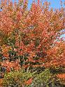 2008-10-11_Tiverton_Trustom 054